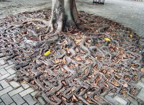 出门买早点遇到一群盘踞在城市中心公园树下的蛇
