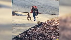 医院特许导盲犬探望生病主人,狗狗见主人尾巴瞬间摇成电动马达