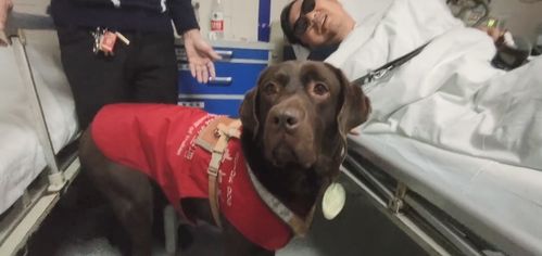 湖南一导盲犬被特许进病房探望生病主人