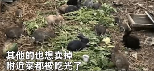 女子买了5只兔子一年后变200多只,无奈又惊慌 太能生了