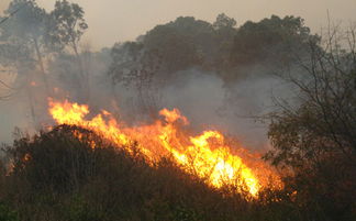 云南大理突发森林火灾过火面积2000多亩