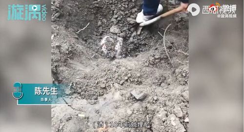 湖北一男子挖出10年陈酿过新年 忘了埋在哪,挖了一天