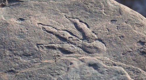 英国4岁女孩发现2.2亿年前恐龙脚印