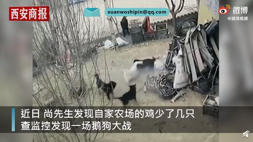 4只黑狗围攻1只大鹅结果被翻盘,监控录下激烈一幕,网友 不愧是鹅