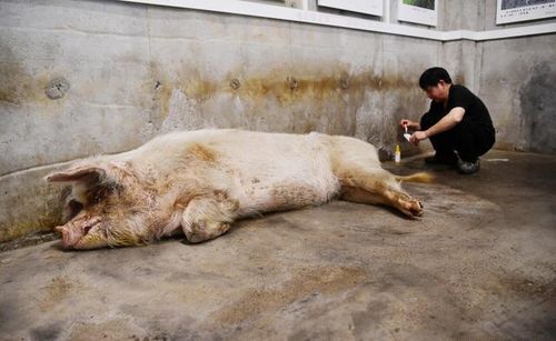 弥留之际的猪坚强,养猪人是否也应该 猪坚强