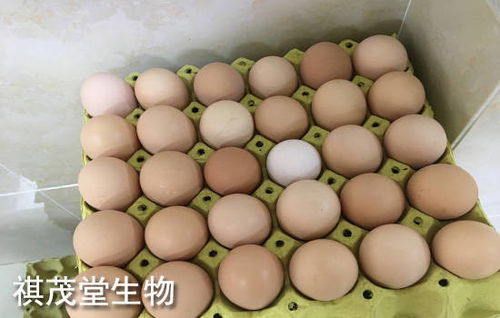1月猪肉价格 蔬菜价格回落,鸡蛋价格略有上涨 猪肉和鸡蛋价格的市场行情