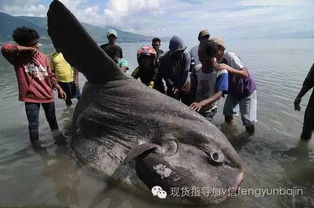 海边看见 怪鱼 ,引众人围观,但无人知其身份