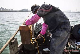 小围网捕鱼 跟着渔民走进城阳胶州湾捕鱼现场 