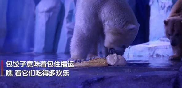 上海北极熊过年吃到4斤重大饺子引发了网友围观
