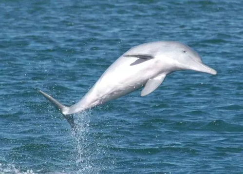 快看 湛江海域惊现成群白海豚 