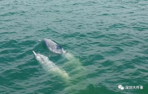 白海豚惊现深圳港湾,美了美了
