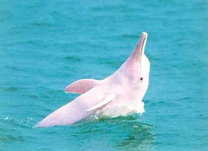 国宝中华白海豚误闯西江河 肇庆渔政加强保护 