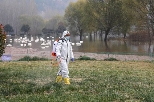 山西平陆处置一起野生天鹅禽流感疫情 尚未发现人及家禽感染