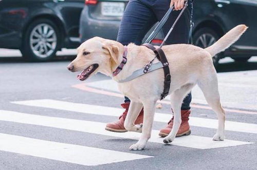 盲人带导盲犬进超市被拒绝 导盲犬也是狗,附近顾客发声声援