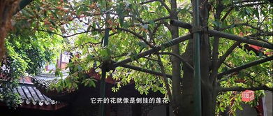 国内绝版 苏州吴中东山雕花楼江南第一树360岁的孩儿莲开花啦