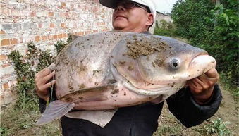 男子钓到40斤重大花鲢鱼,舍不得杀来吃 养着做传家宝