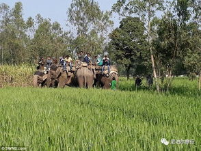 印度一老虎进村咬死6人 大象加入搜寻队缉凶