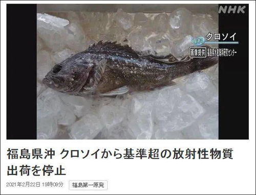 因被检测出放射性物质超标 日本禁止福岛黑鲉鱼上市