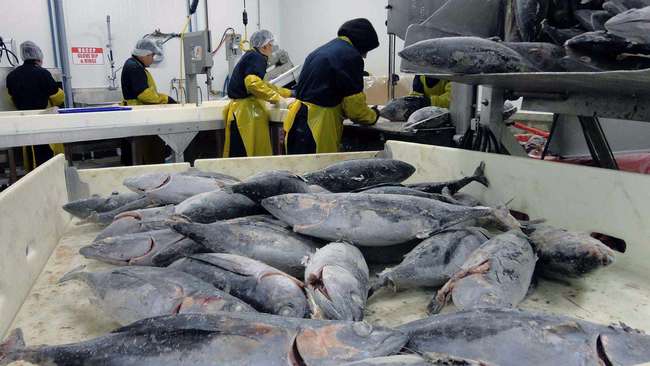 日本曾下令禁止捕捞,如今福岛又捞到黑鲉鱼,放射性物质严重超标