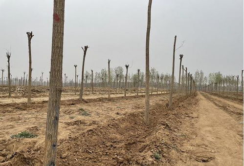 唐山回应 河北丰润数百亩耕地里种树 组成调查组全面调查核实