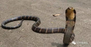 恐怖 一条2米6的眼镜王蛇 造访 建水某小区