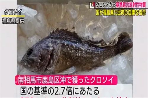 瞒不住了,刚恳请外界不要拉黑海产,日本就禁止福岛黑鲉鱼上市
