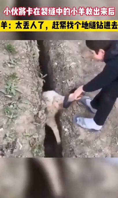 小羊被救出后瞬间放飞自我,活蹦乱跳摔落同一沟渠 救它的男孩看傻眼