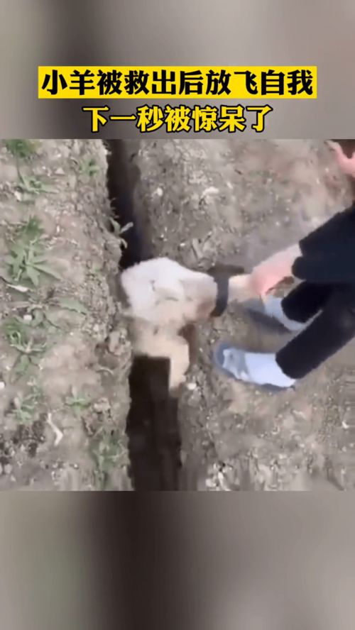 男孩奋力救出被卡住的小羊,结果被救出瞬间又掉进同一个洞中
