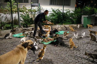 他喂养300多只流浪猫狗,每月花销过万,不仅有钱还有爱