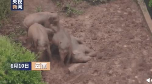 实拍云南象群雨中玩泥巴 小象泥汤里甩鼻糊脸