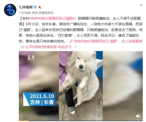 狗狗咬破白酒桶把自己灌醉 网友 是只有故事的狗