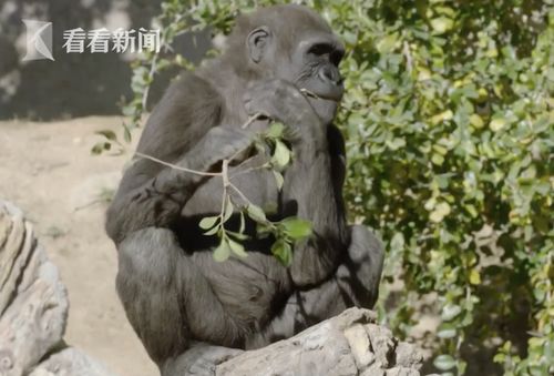 视频 全球首批 美国动物园9只大猩猩接种新冠疫苗