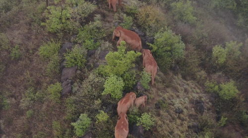 独象离群7天距象群14.3公里,象群持续在玉溪市易门县十街乡活动