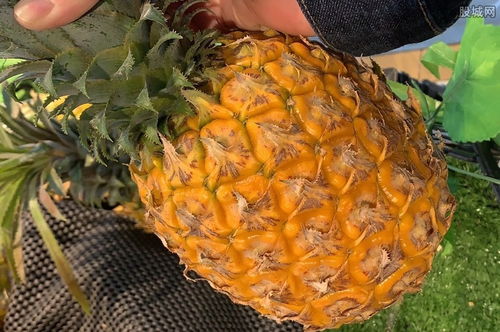 台湾菠萝降价竞争出口日本 均价每公斤21元新台币