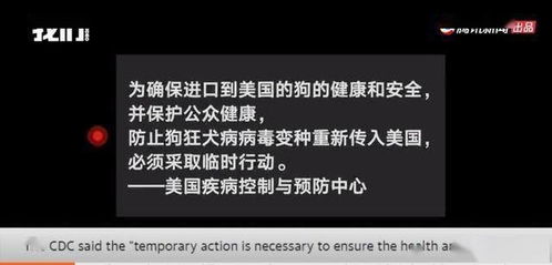 为防控狂犬病 美将禁止来自俄罗斯等113国的狗入境