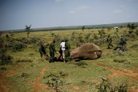 高清纪实﹕肯尼亚野象群人工 迁徙 大象被装入运输箱 