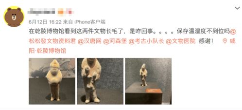 乾陵博物馆里的馆藏文物长毛了 官方回应..
