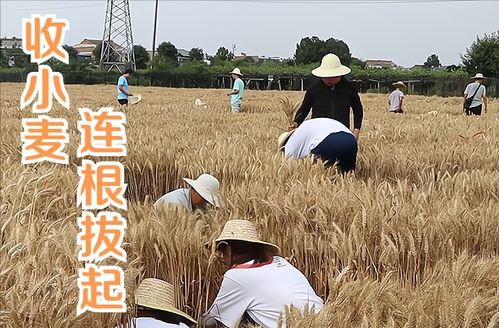 985高校学生收麦子,却被指有作秀之嫌,校方回应打脸众多网友