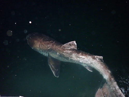 日本港口现罕见 巨口鲨 体长约4米 身体表面多处发白