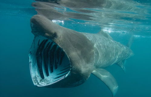 日本港口现罕见巨口鲨,栖息深海,吃浮游生物,为何突然现身
