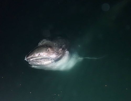 罕见 巨口鲨 现身日本海岸 体长约4米 身体多处发白 