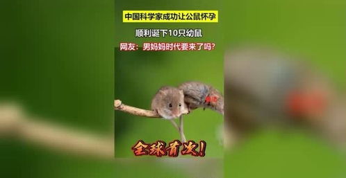中国科学家成功让公鼠怀孕产子 