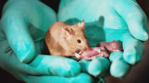 中国科学家让公鼠 怀孕 产下10只幼崽,男性离怀孕不远了