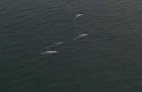 罕见 广东南澳岛现5只粉色海豚 