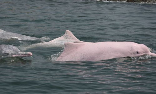 游客在南澳岛游玩时,意外拍下 5只粉色海豚,像是童话故事里的