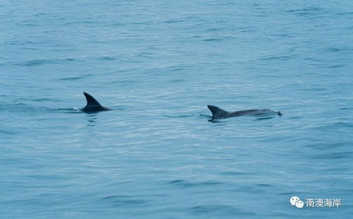 又见小可爱 海豚现身在南澳岛海域戏水,萌哭现场