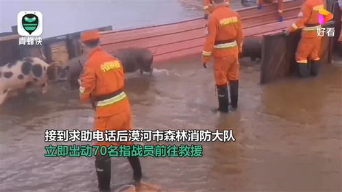 大兴安岭洪水淹没养殖场 300头猪水中奔跑 