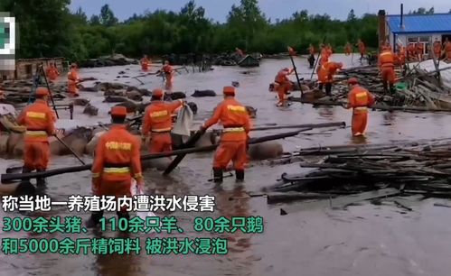 洪水淹没养殖场,300头猪竟然会 游泳 网友 辛苦了消防官兵