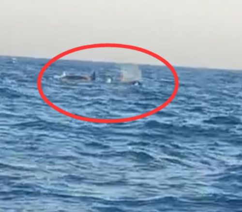 三头巨型海兽浮出辽宁海域 后经鉴定为虎鲸