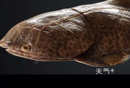 重庆发现4.23亿年前袖珍边城鱼是怎么回事 重庆发现4.23亿年前袖珍边城鱼长什么样